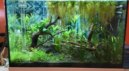 aquarium Asiatique 60L