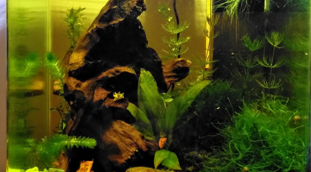 aquarium Nano 20