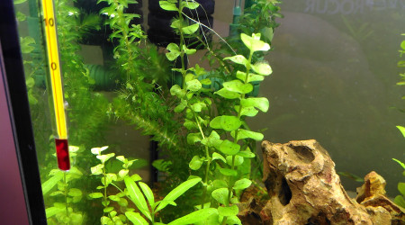 Algues brunes disparaissent