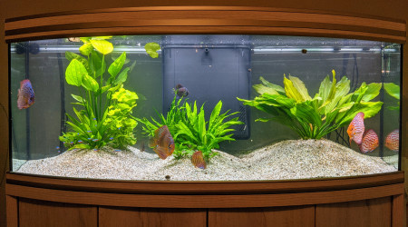 Plantation definitive