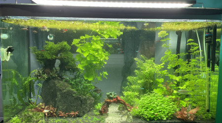 aquarium Chambre Jade