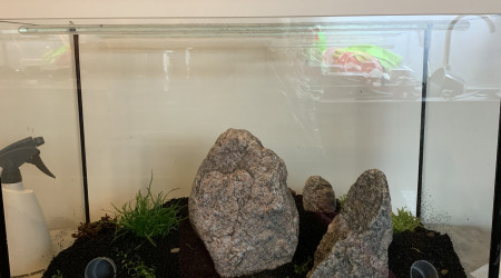 DSM disposition finale