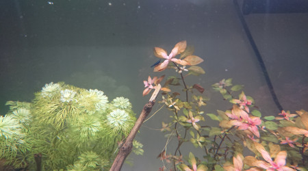 Ciano Aquarium 60 LED