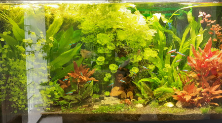 Avant et après entretien des plantes