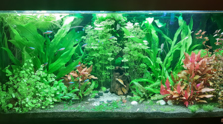 Avant et après entretien des plantes