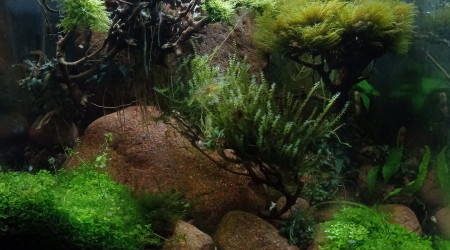 Nano Esterel (aquascaping)