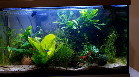 aquarium 60l