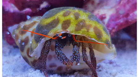 Nouvelle coquille pour Cliba#1!