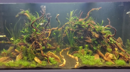 Mise en eau +3 semaines