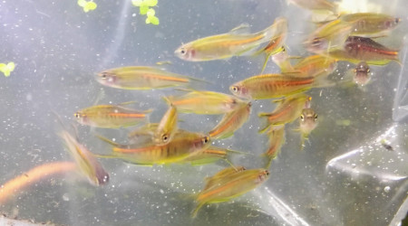 Arrivée des premiers habitants