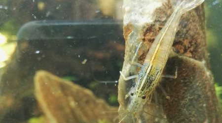 Débarquement des crevettes !