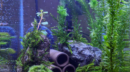 Bac après la mise en eau