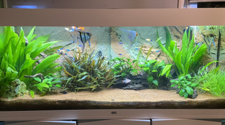 aquarium Aquarium 240L  communautaire