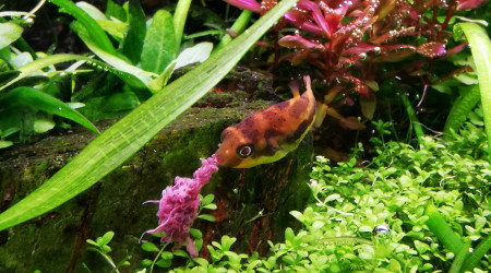 Le repas du travancoricus... Un bon steak de tubifex !