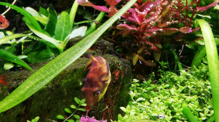 Le repas du travancoricus... Un bon steak de tubifex !