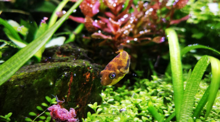 Le repas du travancoricus... Un bon steak de tubifex !