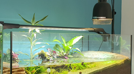 aquarium Tortue 100 litres