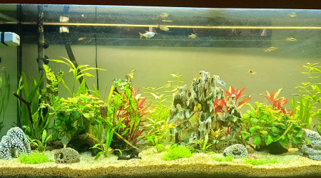 Avec poissons... 14/01/2021