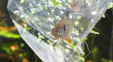 Ajout des premiers TETRA FANTOMES