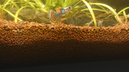 Ciano Aquarium 60 LED