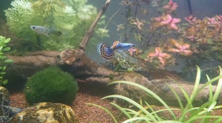 Ciano Aquarium 60 LED