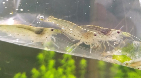 Complément de crevettes