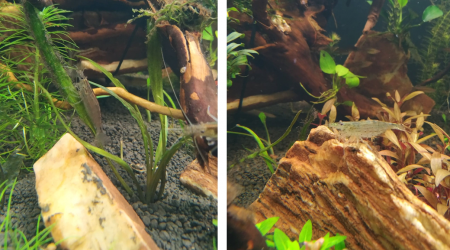 Les nouvelles crevettes