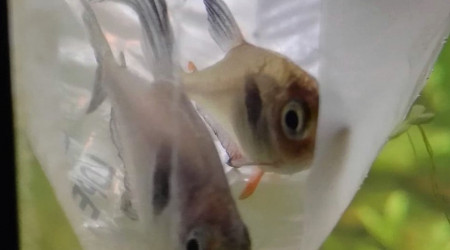 Complément de tetras fantômes