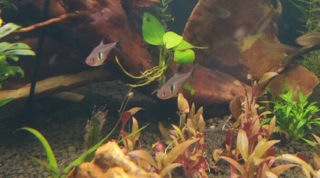 Update sur les 2 tetras fantômes de "pop"