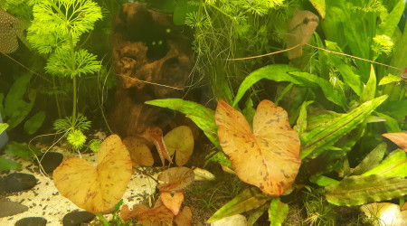 Mon lotus qui part enfin après 6 mois