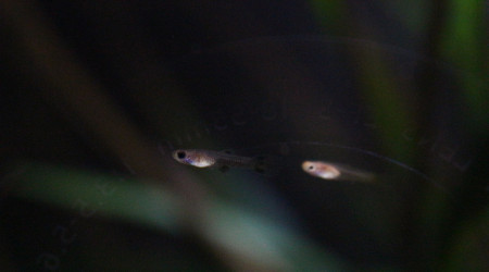 2 survivants dans le communautaire