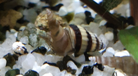 Anentone helena mangeant un melanoide