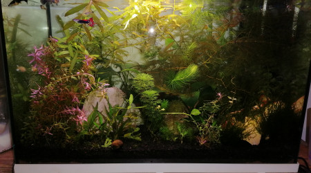 aquarium Bac 60l