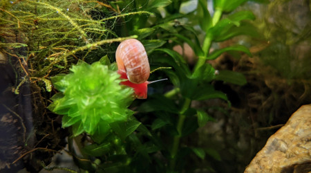 Arrivée des crevettes et des escargots