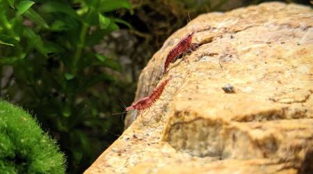 Arrivée des crevettes et des escargots