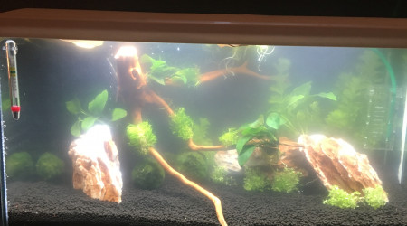 aquarium Mon bac 60 litres Betta amanos et escargots