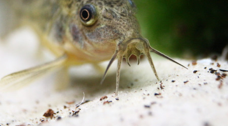 Les fifilles à moustaches