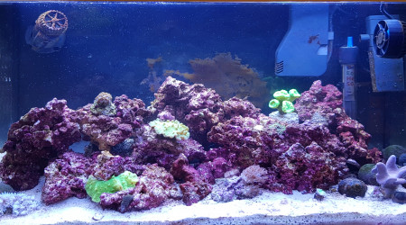 aquarium Récifal 60 litres - Eheim Aquastar 63 Marine