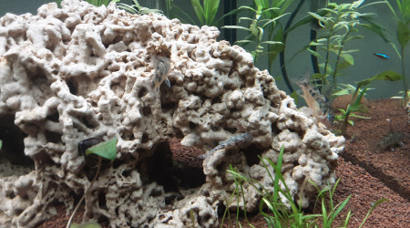 Biotope amazonien