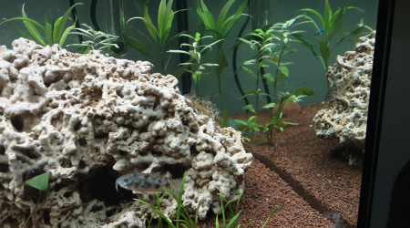 Biotope amazonien