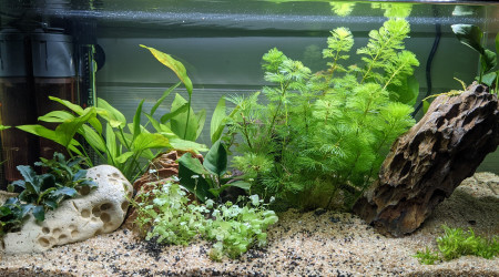 Implantation + 20 jour