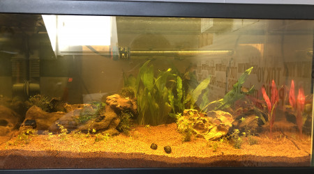 Ajout neritina et modification du décor