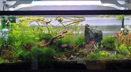 Bac communautaire avec crevettes