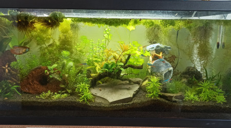 aquarium Lowtech 84 l