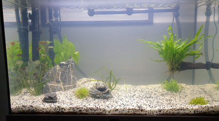 Nouvelle plante Bacopa