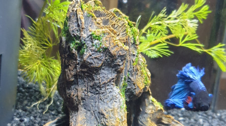 L heure du cache cache