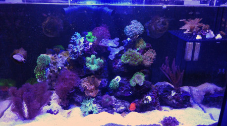 aquarium Red sea reefer 250