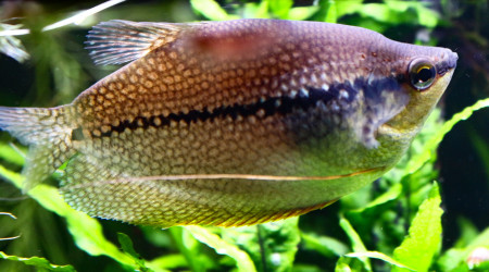 Male et femelle Gouramis perlés