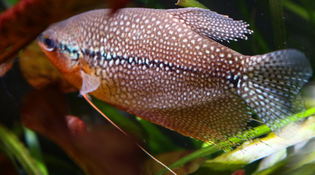 Male et femelle Gouramis perlés
