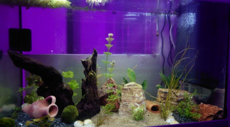 Semaine 1 - Crépuscule